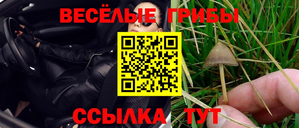 Псилоцибиновые грибы Cubensis  Фролово  Галлюциногенные грибы GOLDEN TEACHER 