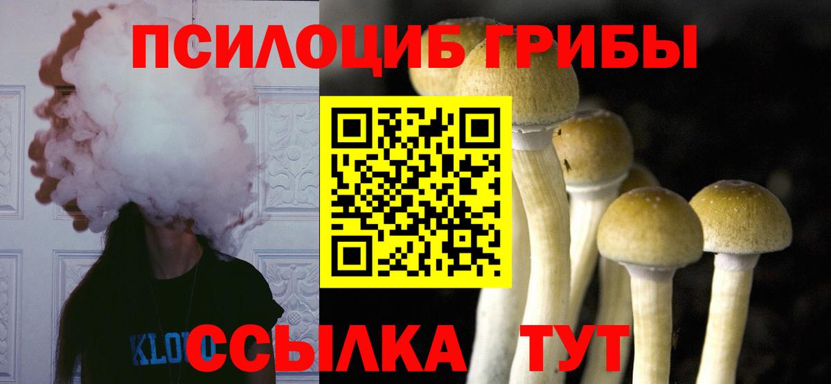 Галлюциногенные грибы Psilocybine cubensis Фролово